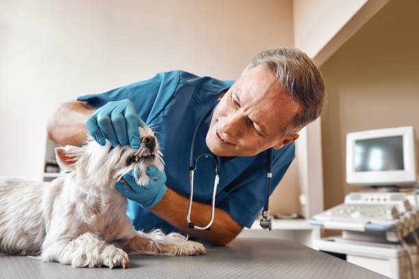 Best After-Hours Emergency Dentist in St Andrews, SC